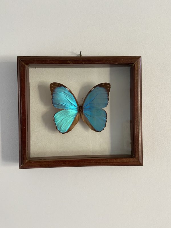 Cadre papillon vintage  -  La décoration